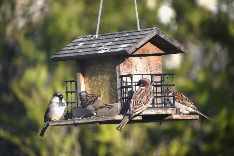 Comment bien nourrir les oiseaux de nos jardins ?