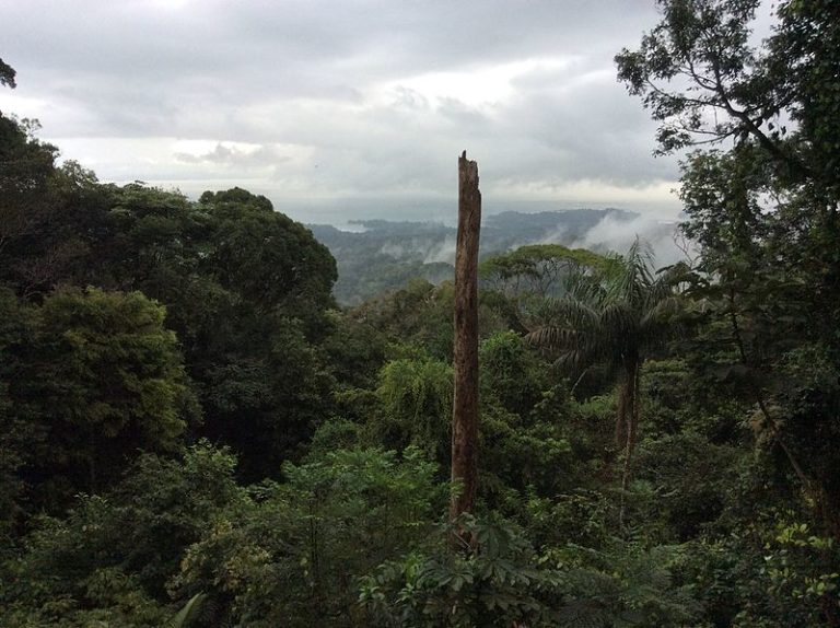 COP28: Lula va proposer un fonds international de préservation des forêts tropicales