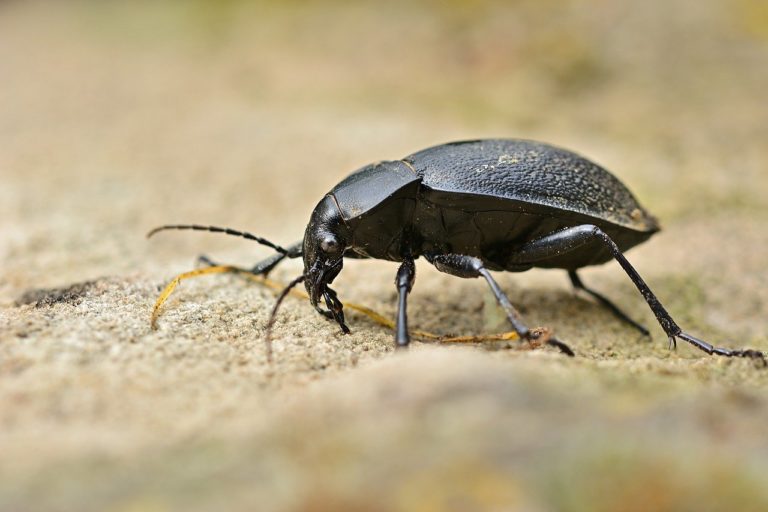Une canopée fleurie au service des coléoptères