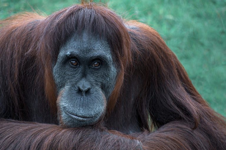 Des orangs-outans de Bornéo testés pour le coronavirus