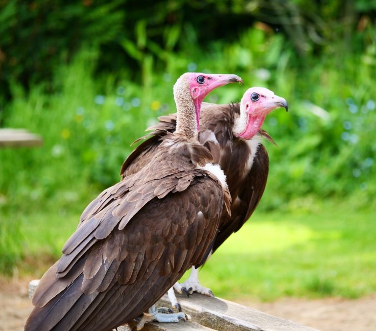 Lutter contre la mort et le commerce illégal d&rsquo;oiseaux sauvages en Afrique Sub-Saharienne
