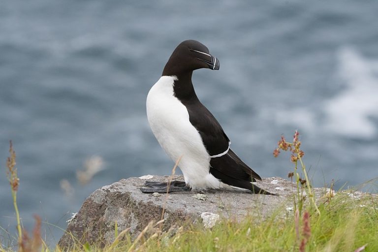 Des pingouins Torda observés en Corse et sur le pourtour méditerranéen