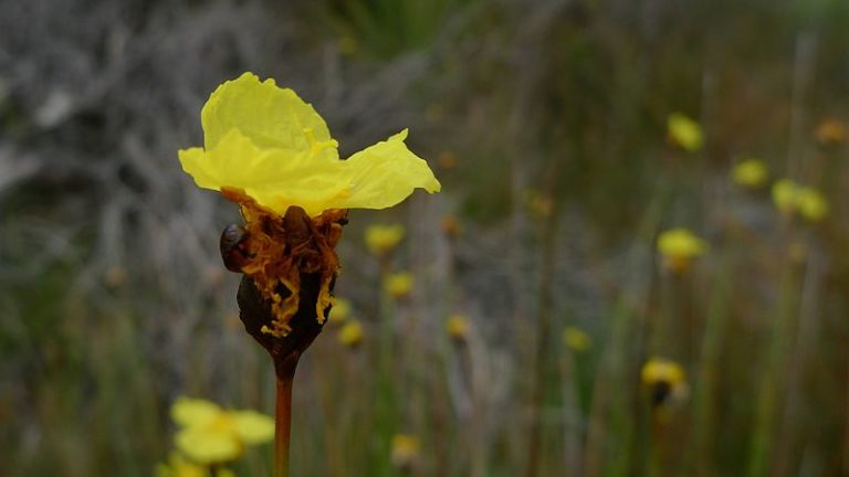 Un champignon prend la forme d’une fleur pour tromper les pollinisateurs