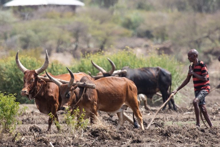 Le défrichage illégal pour le secteur agricole à l’origine de la déforestation tropicale