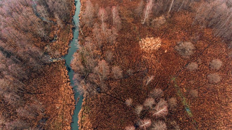 🔻 Forêt de Bialowieza : l&rsquo;UE enjoint à la Pologne d&rsquo;appliquer un arrêt de la CJUE