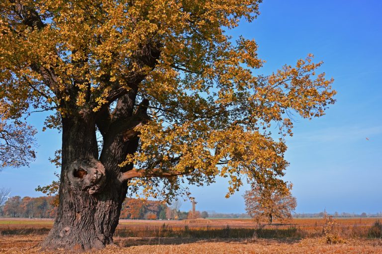 Une liste rouge pour évaluer l&rsquo;état de conservation des chênes