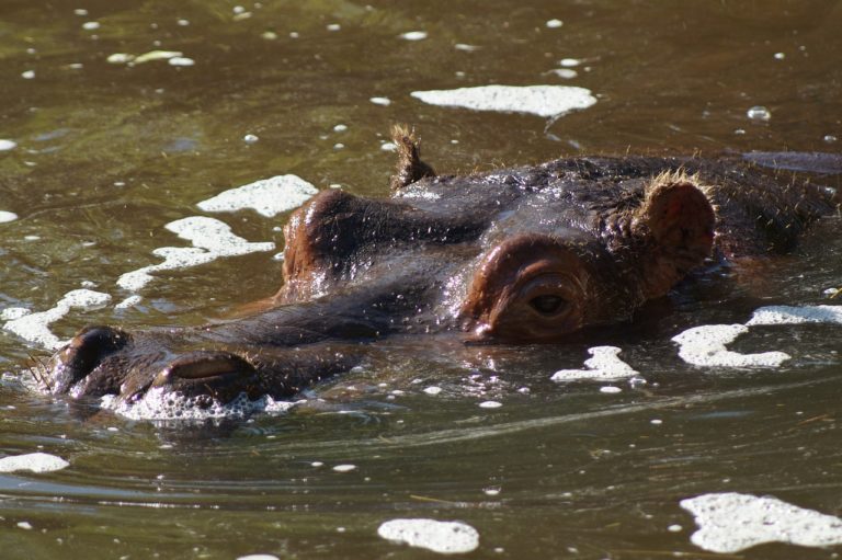 Colombie : les hippopotames d&rsquo;Escobar seront pour partie euthanasiés, stérilisés et déplacés