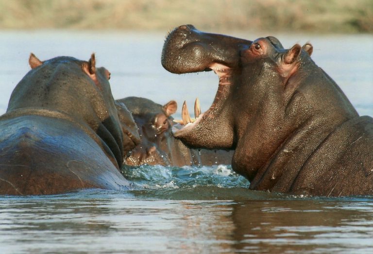 Comment Pablo Escobar a fait des hippopotames une espèce invasive