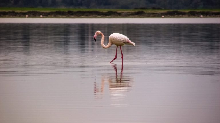 L&rsquo;avenir des flamants roses d&rsquo;Afrique menacé par la montée des eaux, alerte une étude