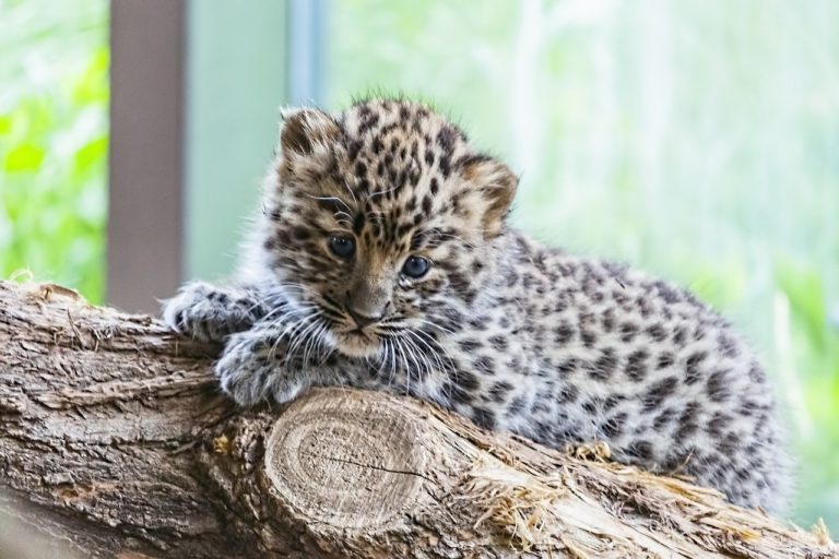 Un trafiquant d’animaux sauvages de haut niveau arrêté