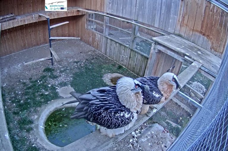 Bientôt des bébés gypaètes en Savoie ?