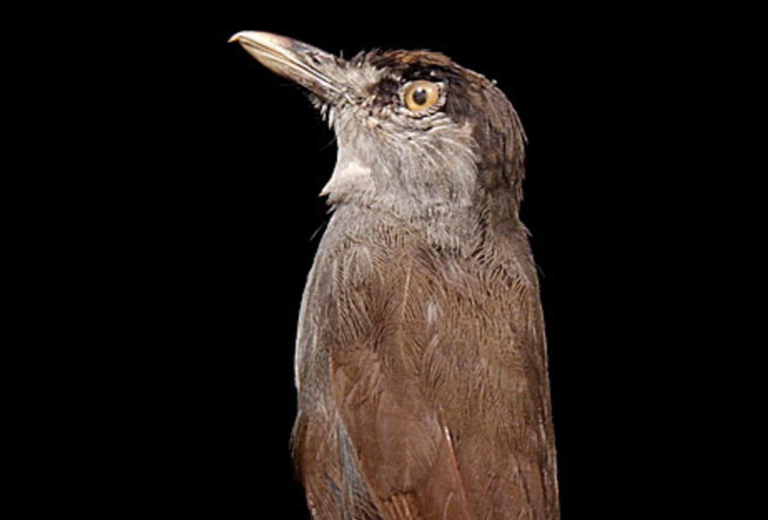 L&rsquo;Akalat à sourcils noirs, l&rsquo;oiseau de Bornéo qu&rsquo;on n&rsquo;avait plus vu depuis  172 ans