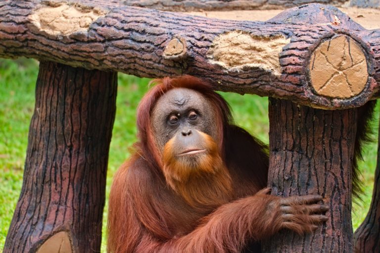 Indonésie : dix orangs-outans relâchés dans la nature à Bornéo, sous la  menace du coronavirus