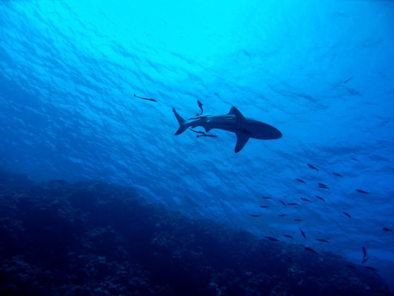 Comment font les requins pour se guider sans GoogleMaps ?