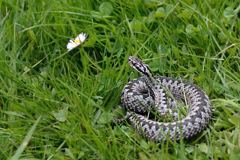 🔻 Renforcement du statut de protection des serpents en France
