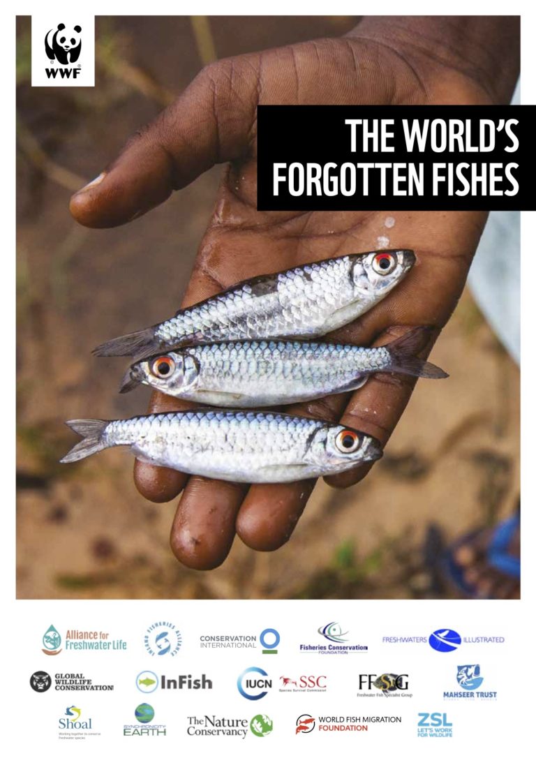 Les poissons d’eau douce, les oubliés de la conservation 