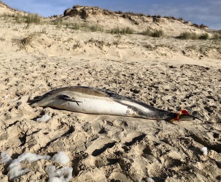 Dauphins échoués: « plus d&rsquo;efforts doivent être faits », estime le commissaire européen à la Pêche
