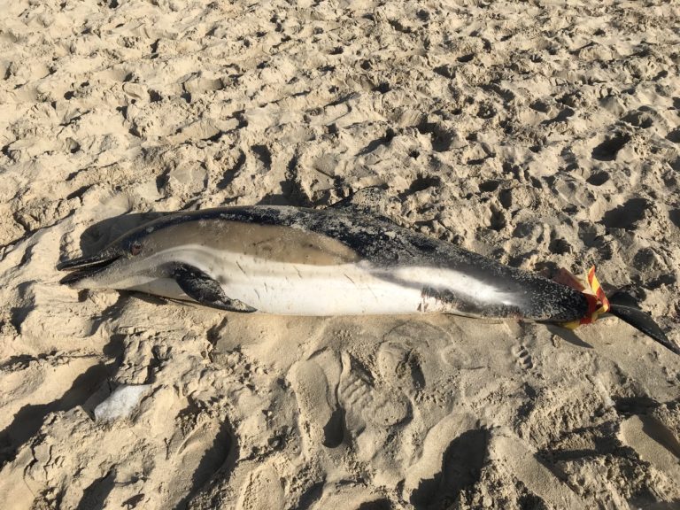 Guerre en Ukraine : le scientifique qui mesure l&rsquo;hécatombe des dauphins 