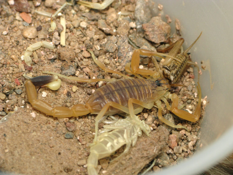 Dans le désert égyptien, le potentiel prometteur du venin de scorpion 