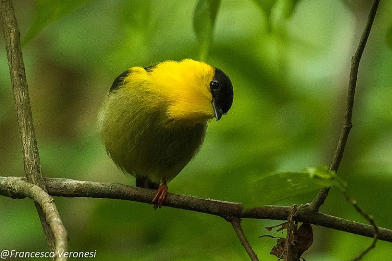 Quand les oiseaux mâles se donnent en spectacle pour séduire les femelles