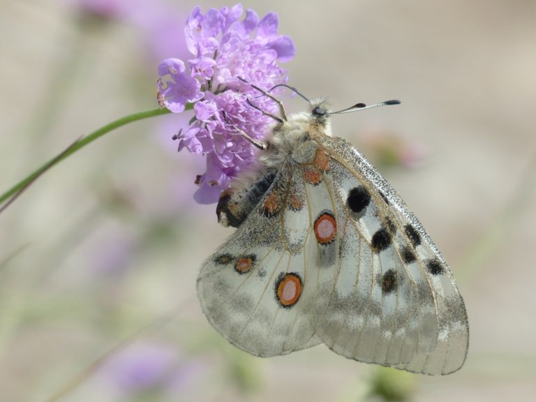La biodiversité est bonne pour le PIB, c&rsquo;est le FMI qui le dit !