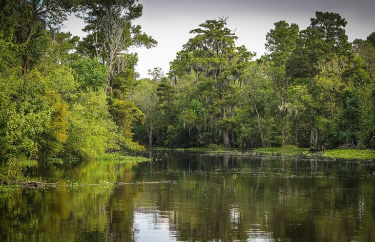 20 % des paysages forestiers intacts sont sur des concessions d&rsquo;industries extractives