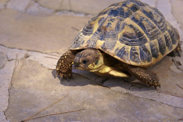 Grèce: brûlées ou blessées dans les incendies, des tortues se refont une santé