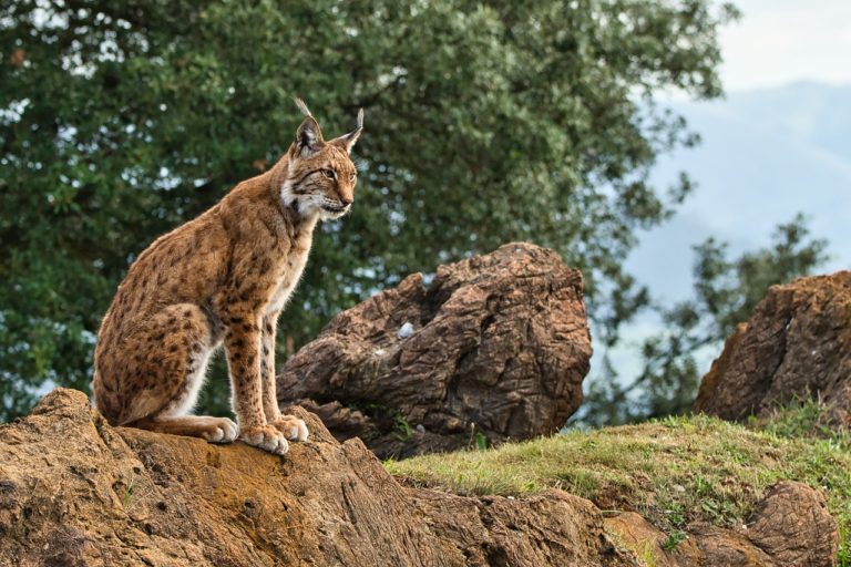 Des lynx « illégalement relâchés » en Ecosse capturés sains et saufs