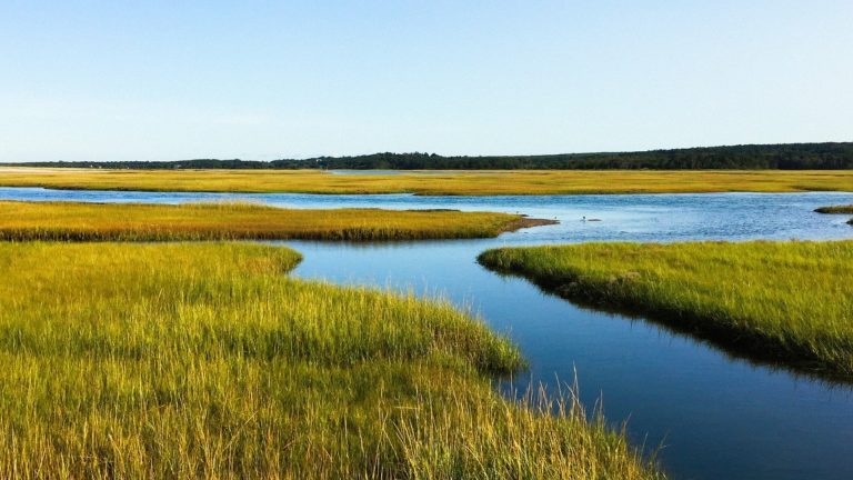 L’exploitation des zones naturelles est moins rentable que leurs services écosystémiques