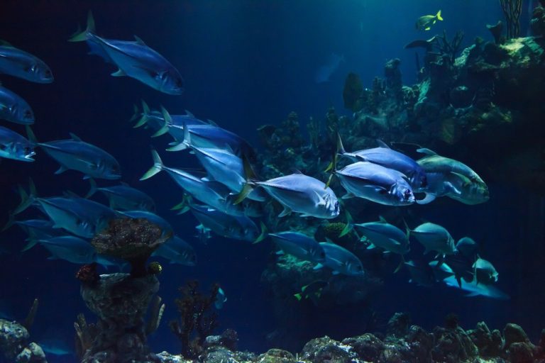 🔻 Pêcher de petits poissons pour favoriser la sélection naturelle