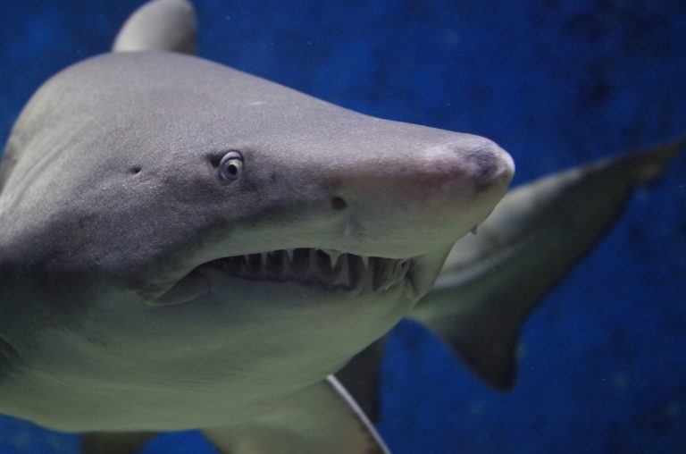 Les requins tués à un rythme alarmant malgré les réglementations (étude) 