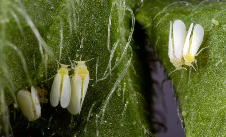 🔻 L&rsquo;insecte qui volait des gènes aux plantes