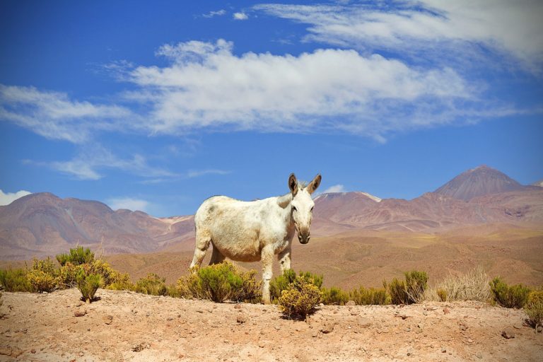 🔻 Dans le désert, des puits creusés par les chevaux désaltèrent tous les animaux