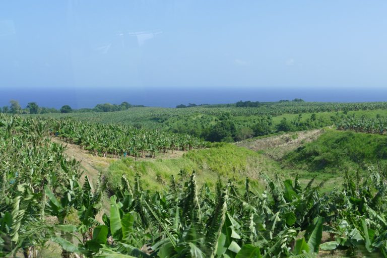 🔻Te Me Um : 11 ème édition de l&rsquo;appel à soutien d’initiatives en faveur de la biodiversité des outre-mer