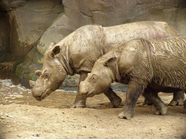 Comment préserver cette population de rhinocéros en danger critique d’extinction ?