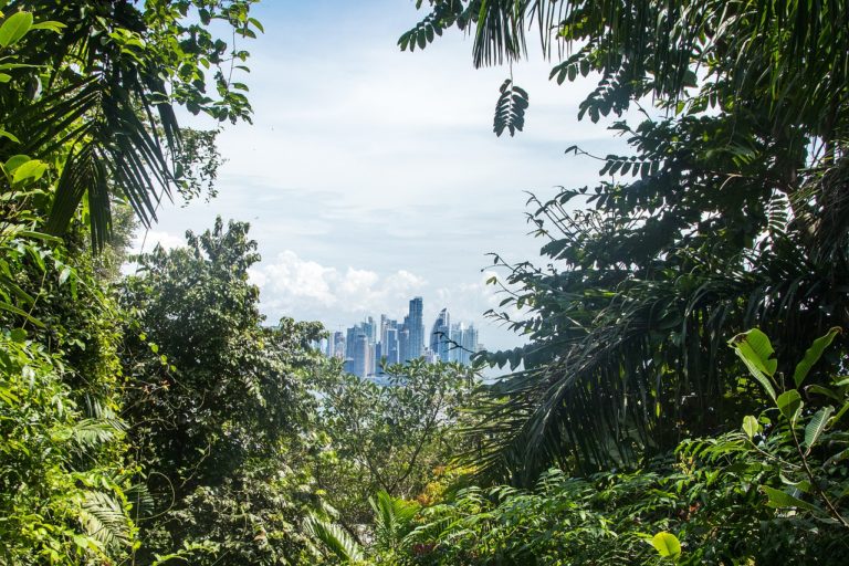 La forêt amazonienne brésilienne désormais émettrice nette de carbone