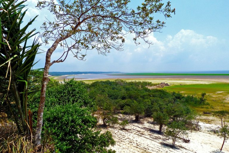 Brésil: déforestation record en Amazonie pour un mois de février