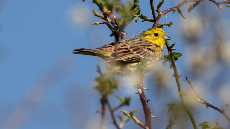 Le voyage d&rsquo;au moins 180 espèces d&rsquo;oiseaux migrateurs est menacé en Asie