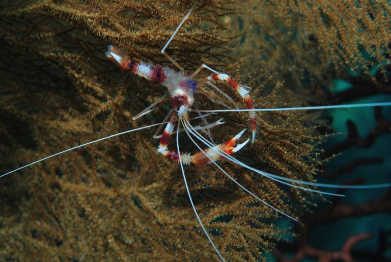 🔻 La biodiversité des sources hydrothermales est résiliente mais peu abondante