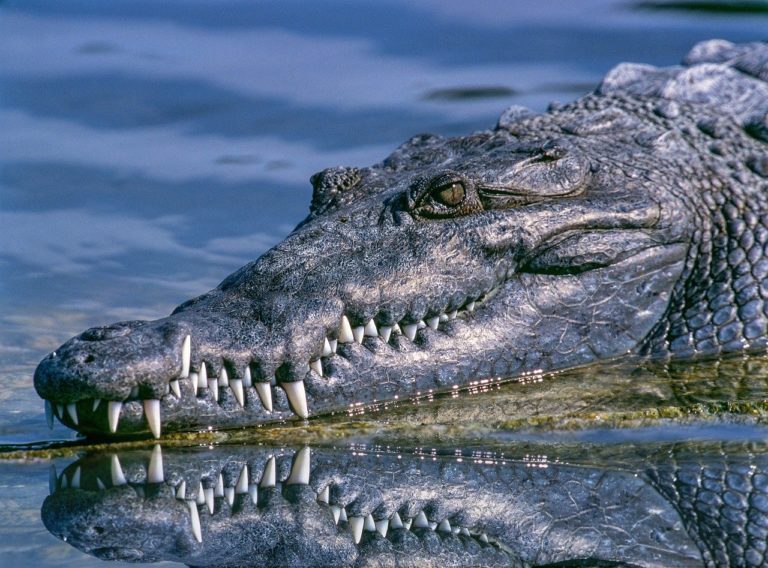 En Australie, du risque d&rsquo;extinction au « paradis » des crocodiles