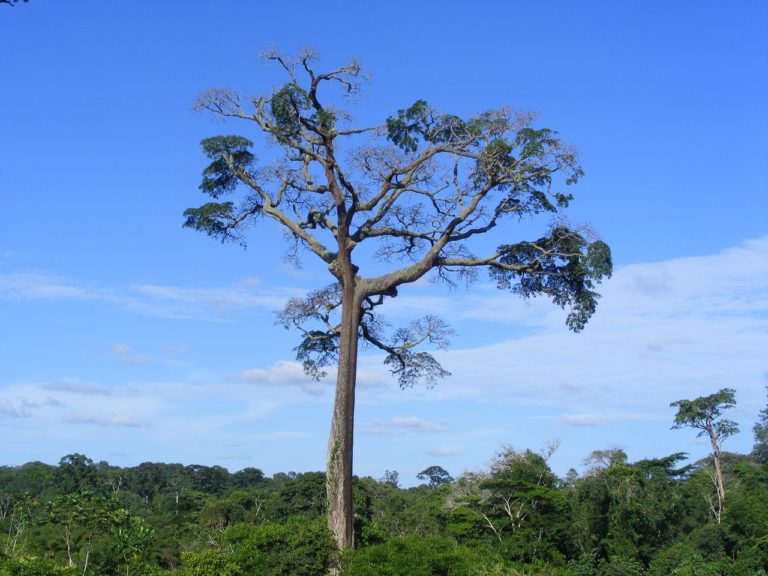 Quelles sont les forêts tropicales d&rsquo;Afrique centrale les plus vulnérables?