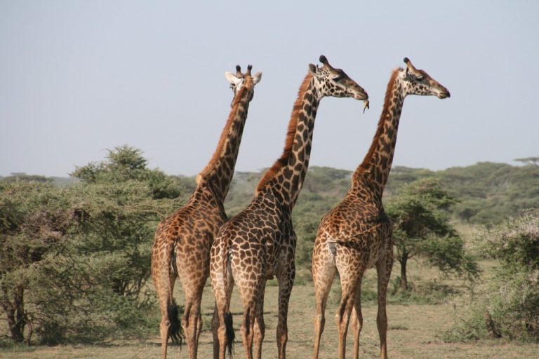 Kenya: monétiser oiseaux ou girafes pour mieux protéger humains et nature 