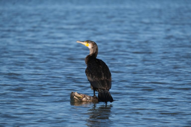 Le tir et l&rsquo;effarouchement des cormorans à nouveau autorisés sur certains cours d&rsquo;eau