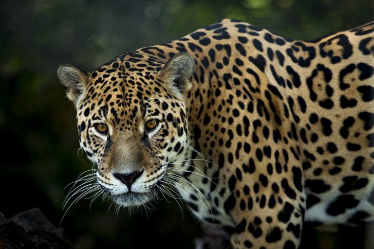 Programme de réintroduction de jaguars dans le nord-est de l&rsquo;Argentine