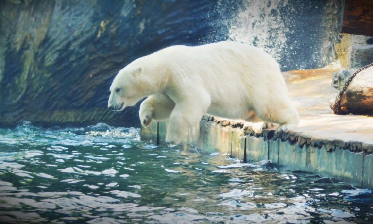 En manque de phoques, les ours blancs se tournent – mal – vers les œufs 
