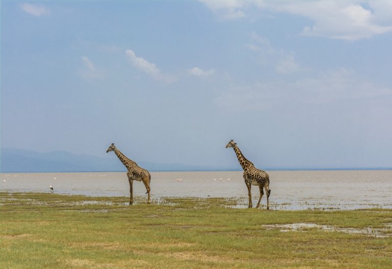 🔻Les réserves de biosphère en Afrique : des résultats concluants