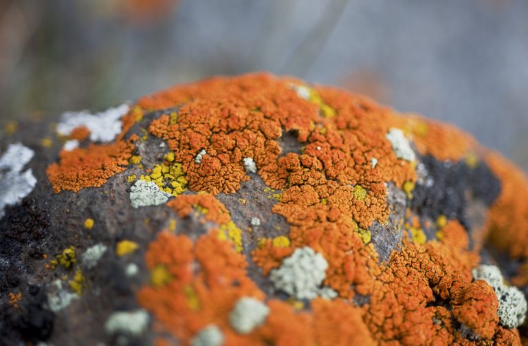 Les lichens, trésor scientifique et sentinelles de l&rsquo;environnement