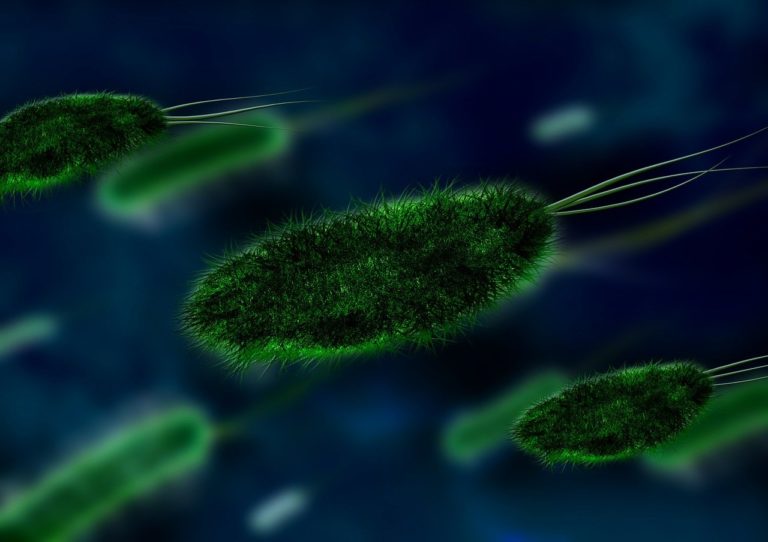 🔻 Le mystère plane autour du monde microbien et ses réactions face aux activités humaines