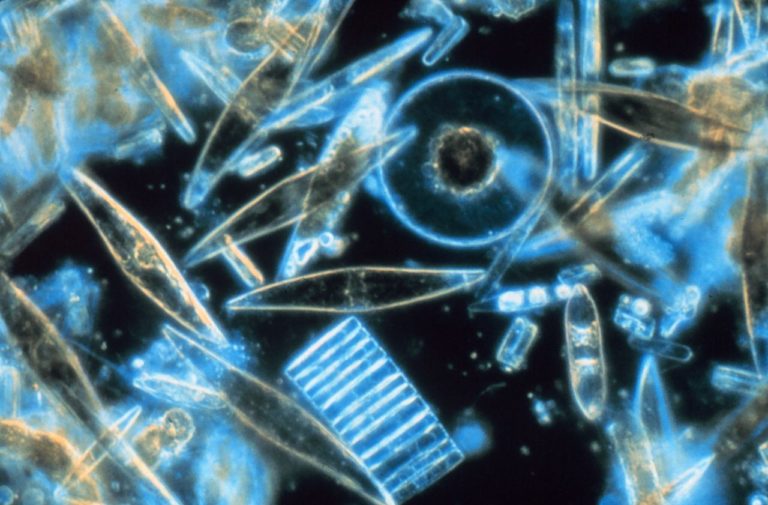 🔻 Les pollutions humaines affectent durablement la composition du plancton marin, selon l&rsquo;Ifremer