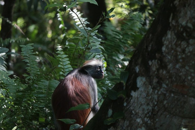 Pour sauver les singes, installez des ralentisseurs sur les routes !
